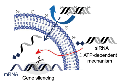 細胞膜透過のイメージ図