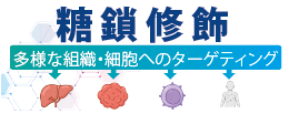 糖鎖修飾